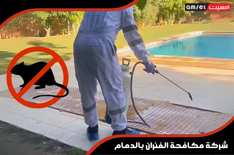شركة مكافحة الفئران بالدمام
