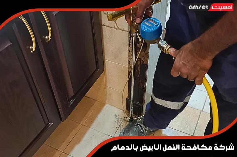 أهمية استئجار شركة مكافحة النمل الابيض بالدمام أثناء مرحلة التأسيس للمباني