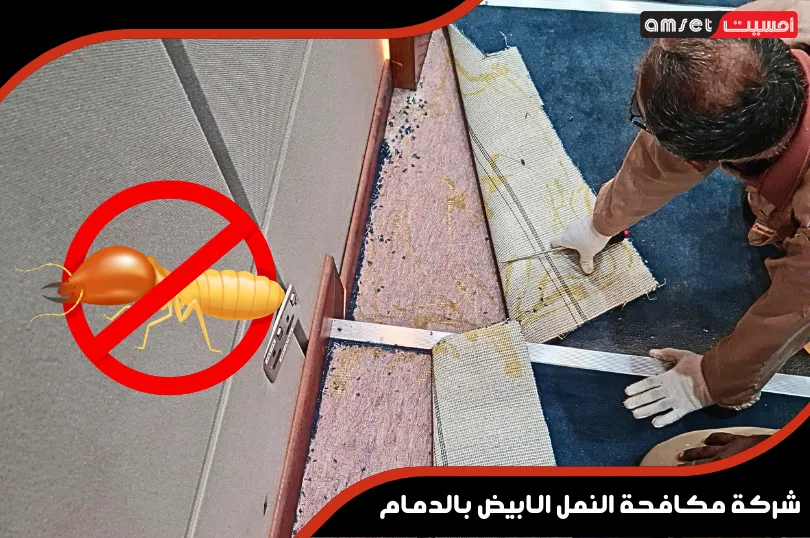 شركة مكافحة النمل الأبيض بالدمام رخيصة