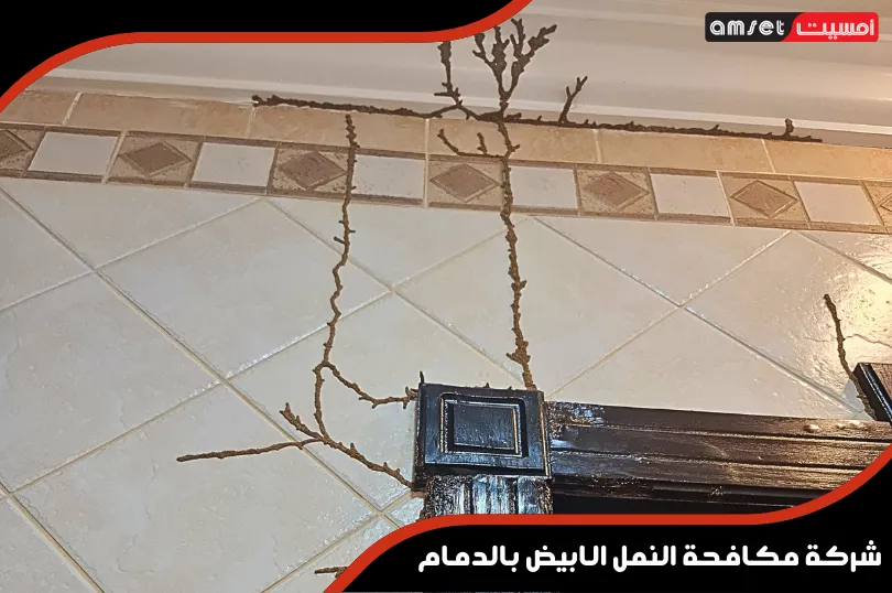 متى يجب الاستعانة بخدمات شركات مكافحة النمل الابيض بالدمام