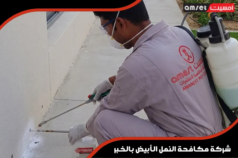 لماذا تمثل شركة أمسيت أفضل شركة مكافحة نمل أبيض بالخبر؟